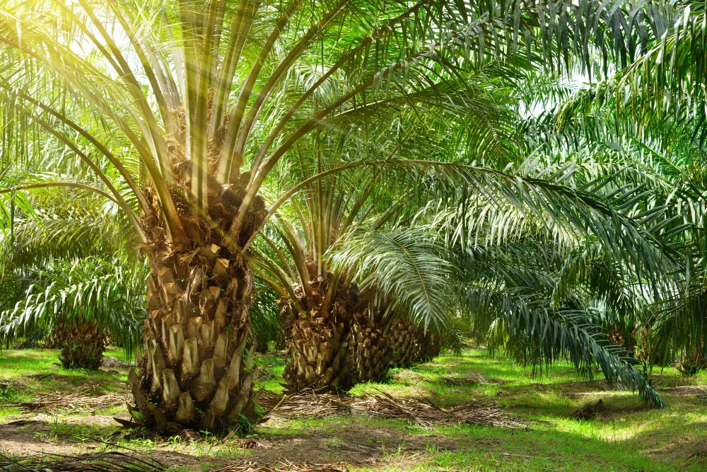 Premium Palm Kernel Shell, EFB Pellet, and industrial palm biomass supplied by TISI